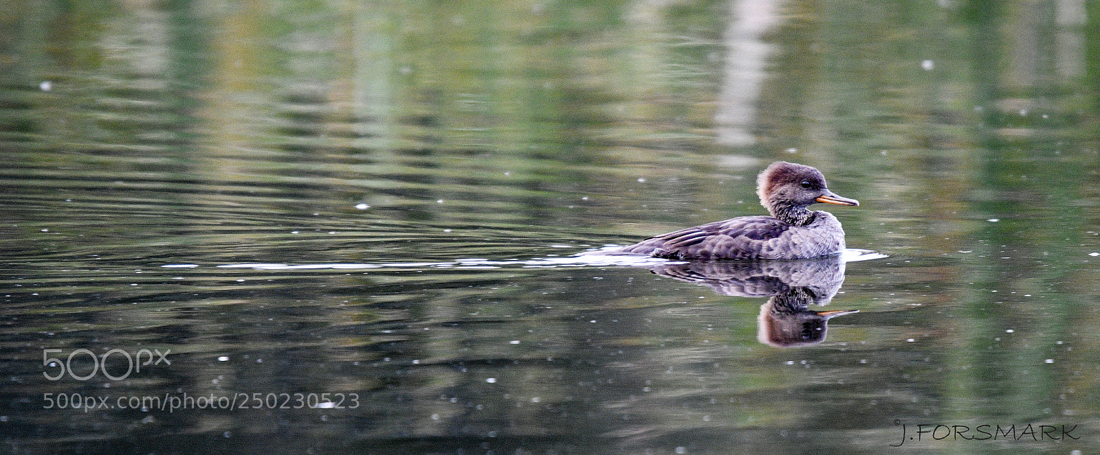 Nikon D500 sample photo. Wood duckling photography