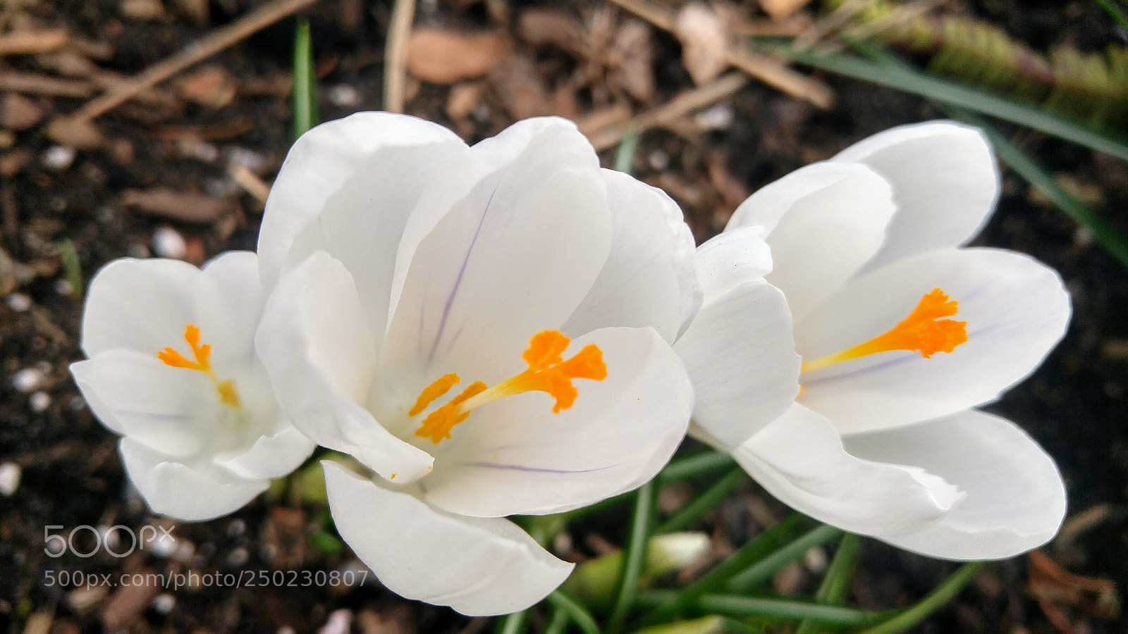 LG G4 sample photo. Beautiful white crocuses photography