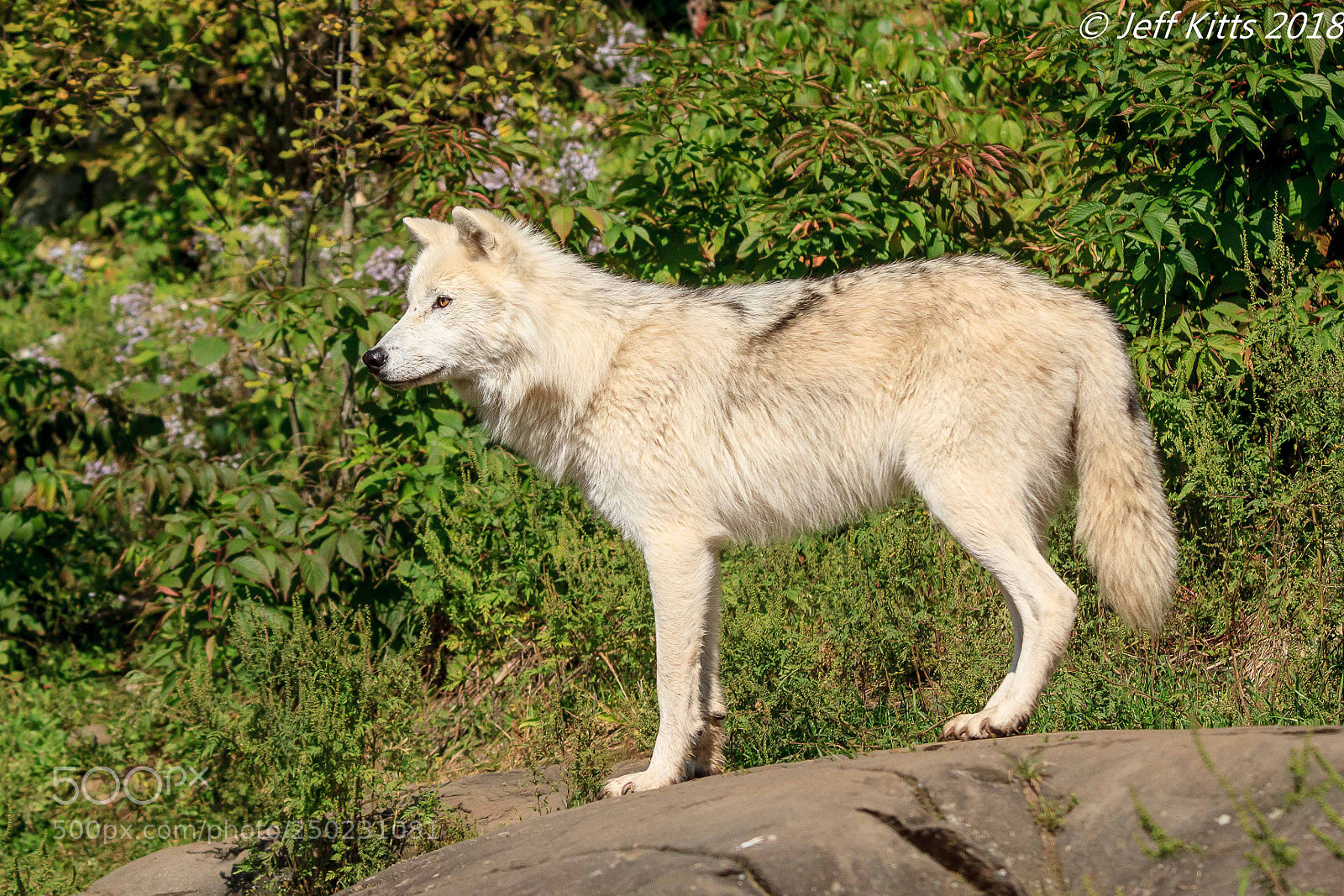 Canon EOS 7D sample photo. Arctic wolf # 46 photography