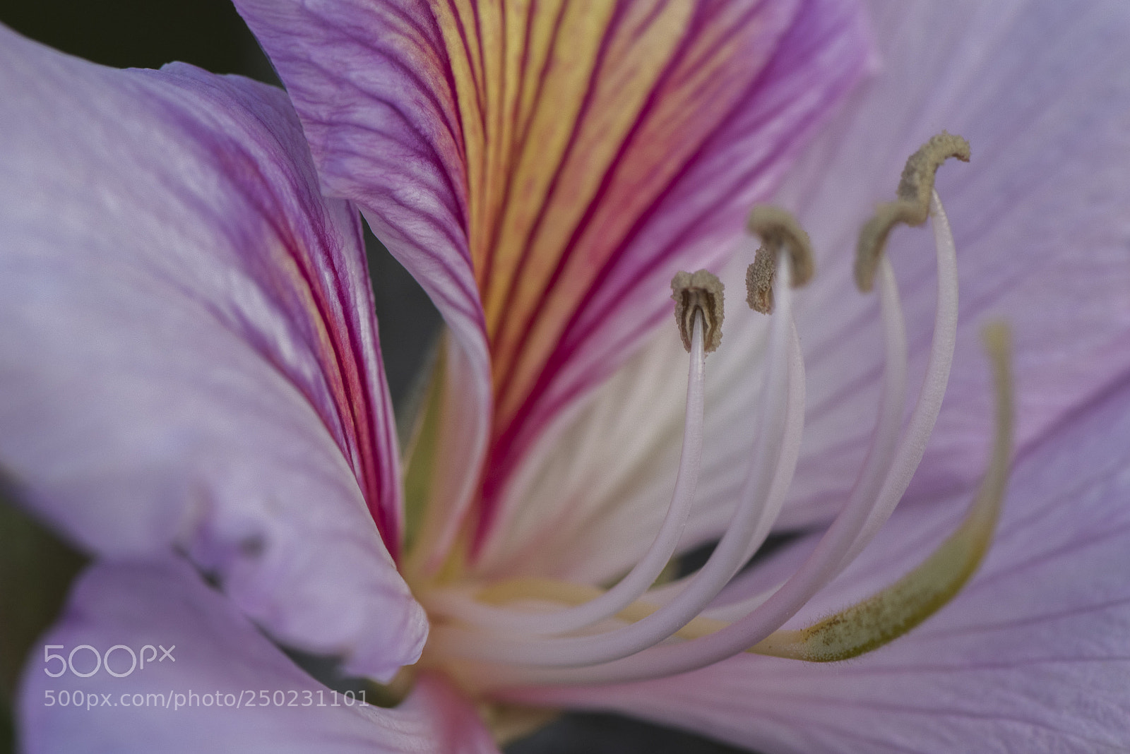 Nikon D810 sample photo. Bauhinia photography
