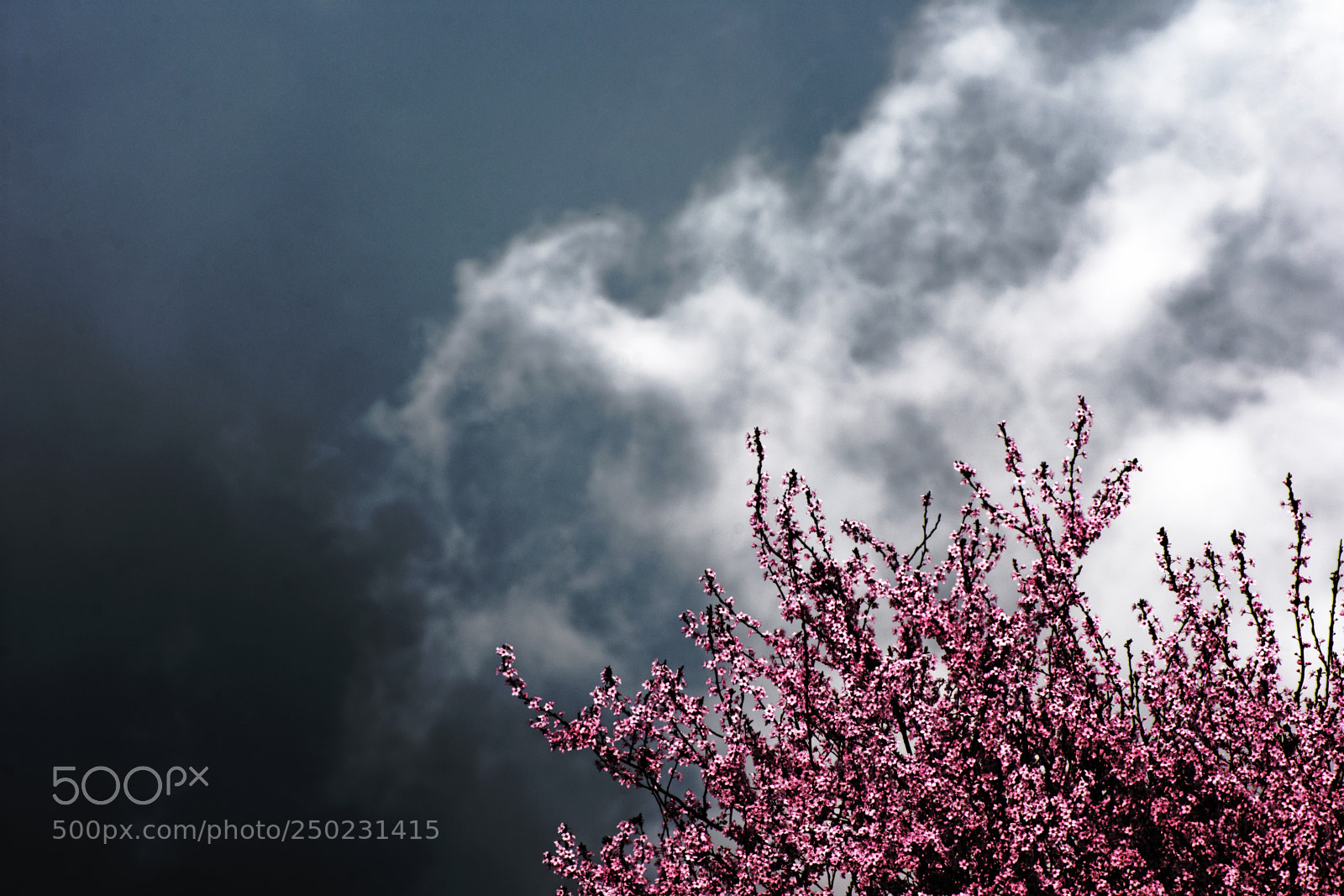 Nikon D7200 sample photo. Cherry blossom tree photography