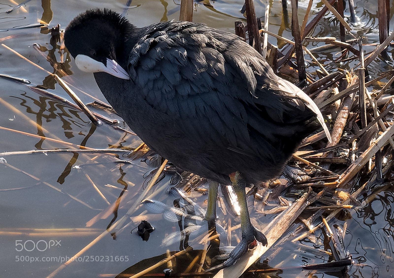 Olympus OM-D E-M5 II sample photo. Coot (webbed feet) photography
