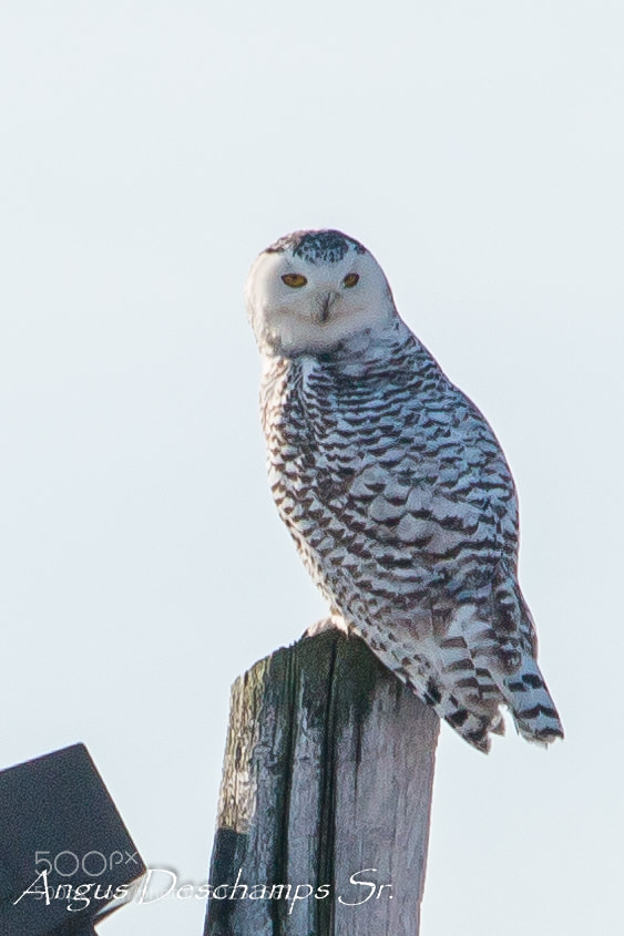 Canon EOS 70D sample photo. Owl photography