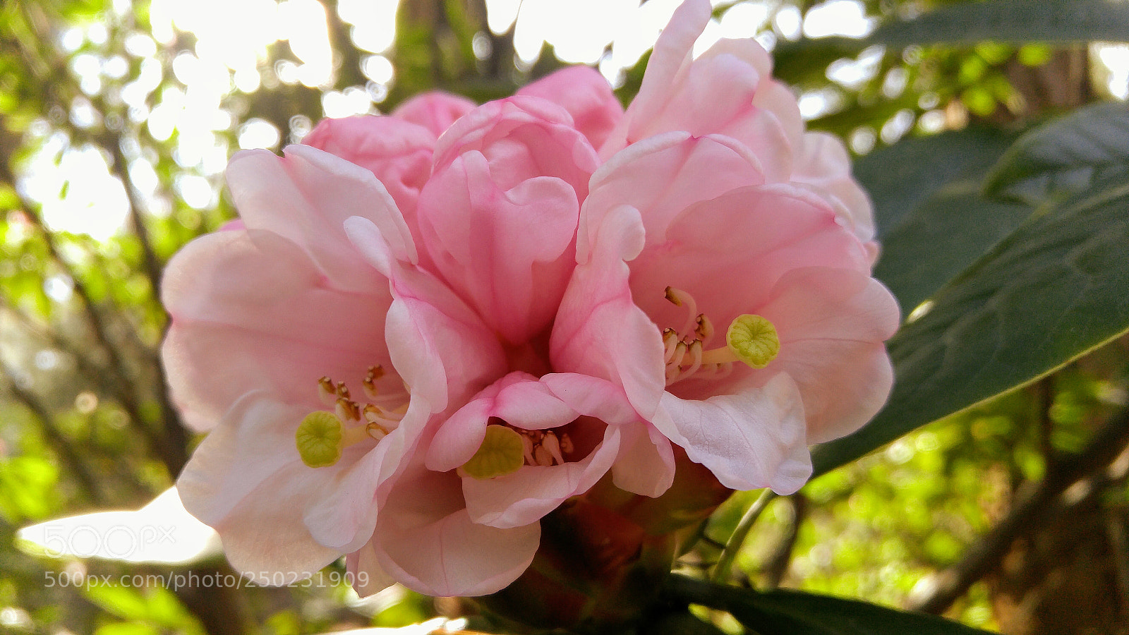 LG G4 sample photo. Beautiful rhodendron blooms photography