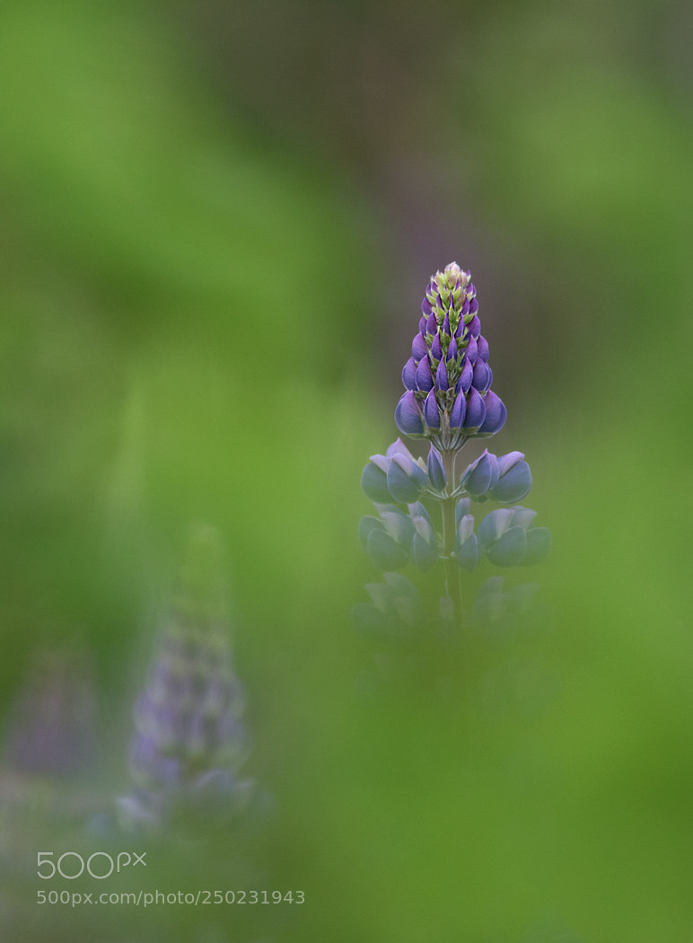 Canon EOS 7D Mark II sample photo. Lupine photography