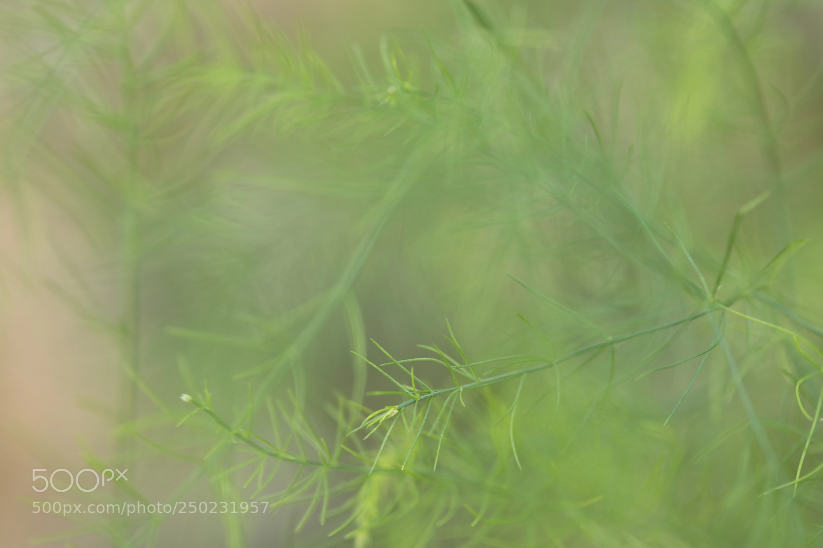 Canon EOS 5DS sample photo. Delicate nature of being photography