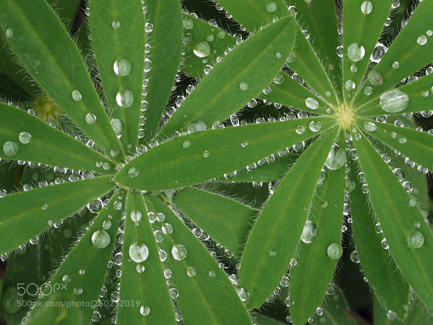 Olympus OM-D E-M1 sample photo. Lupine leaves photography