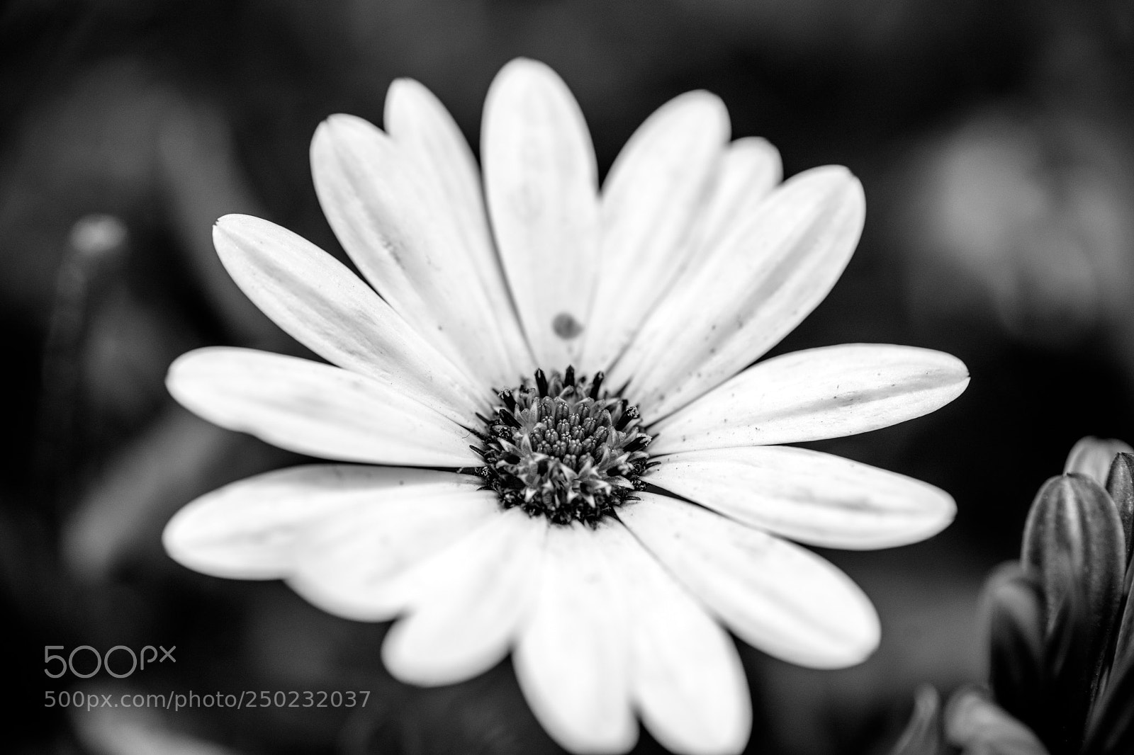 Sony a7 II sample photo. A small flower photography