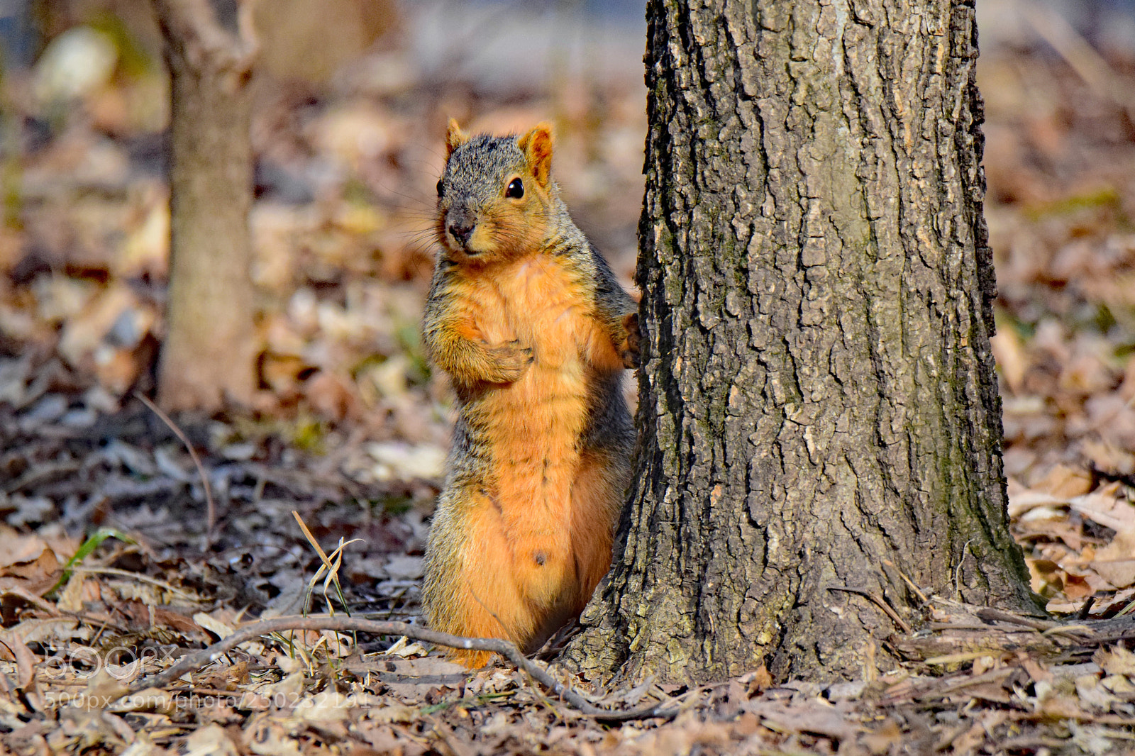 Nikon D5300 sample photo. You talkin' to me? photography