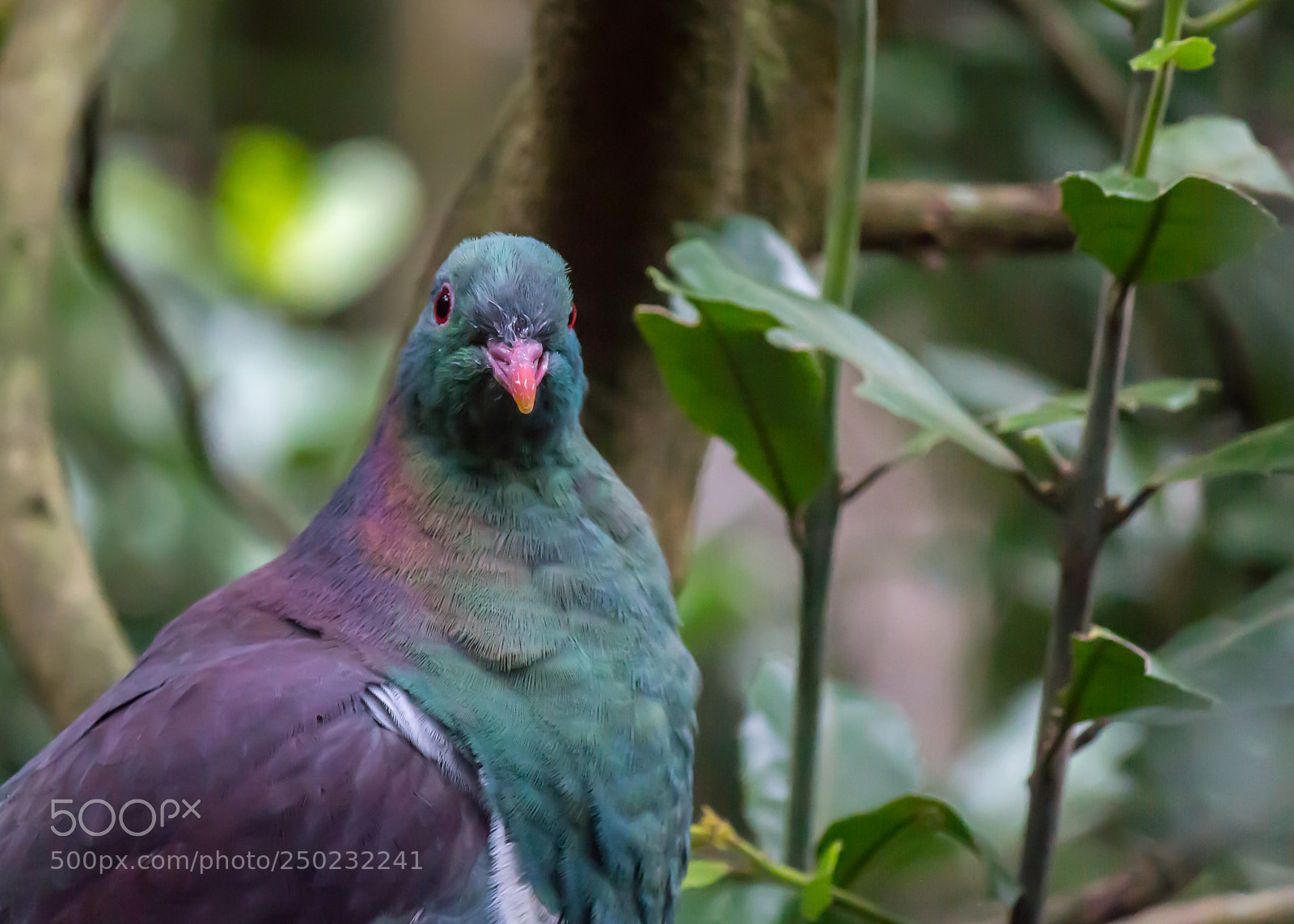 Canon EOS 600D (Rebel EOS T3i / EOS Kiss X5) sample photo. New zealand native photography
