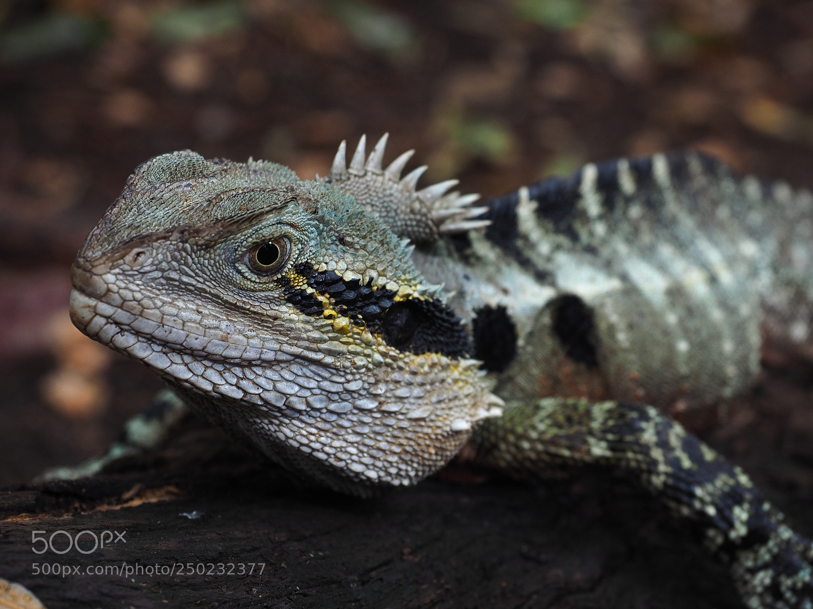 Olympus OM-D E-M1 sample photo. Lizard photography