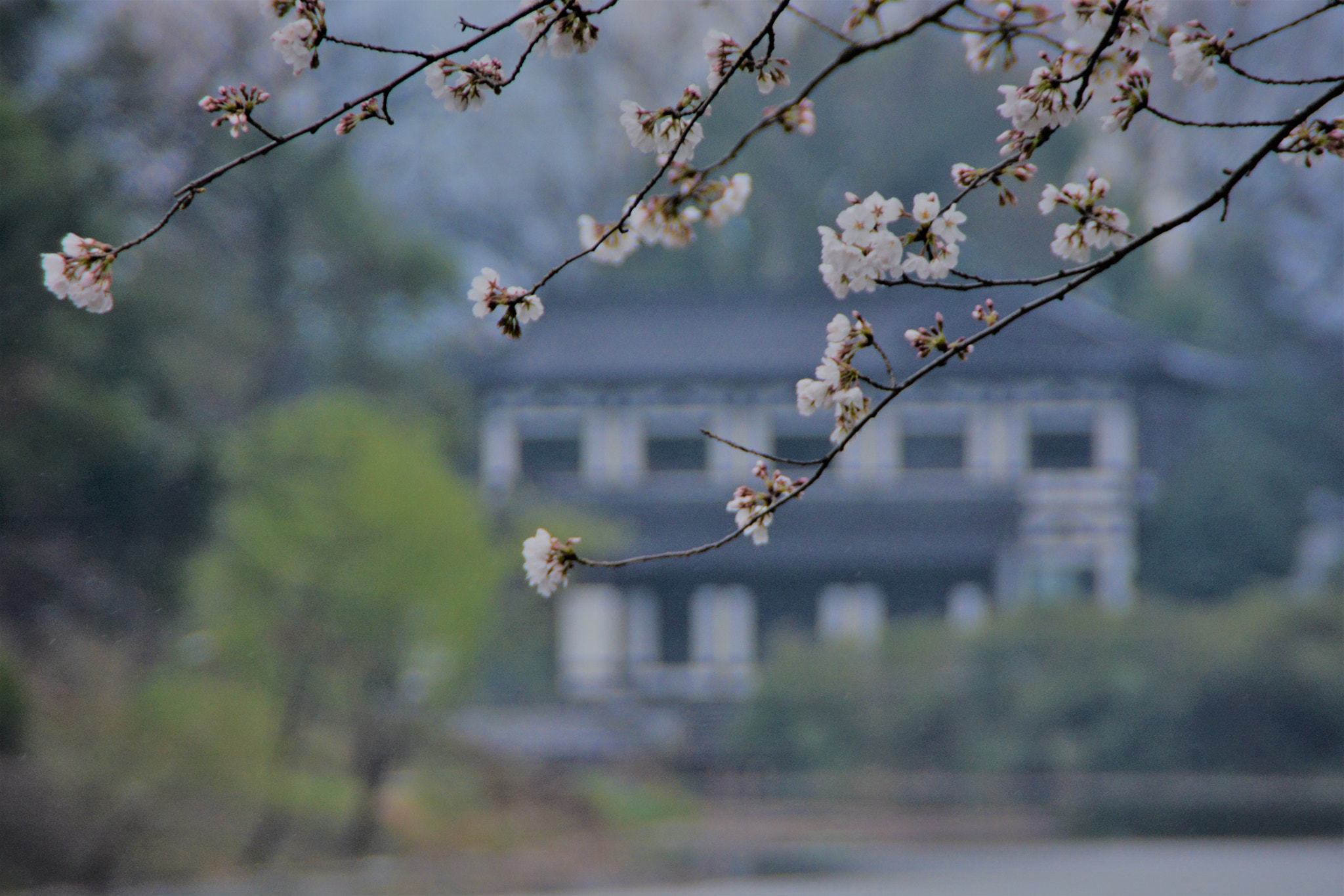 Nikon D7100 sample photo. Spring photography