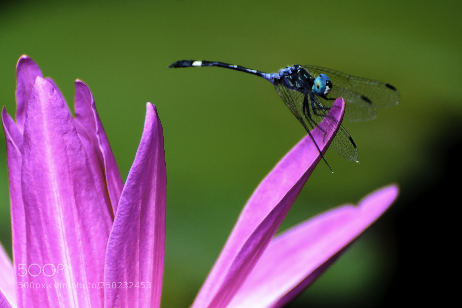 Nikon D7000 sample photo. Dragonfly photography