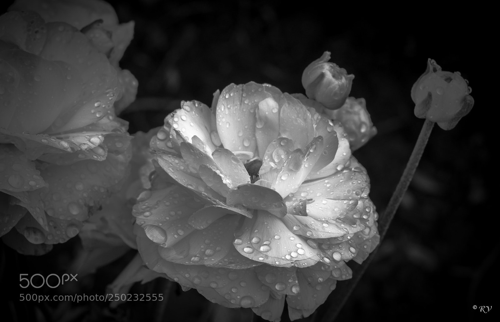 Nikon D7100 sample photo. Flower photography