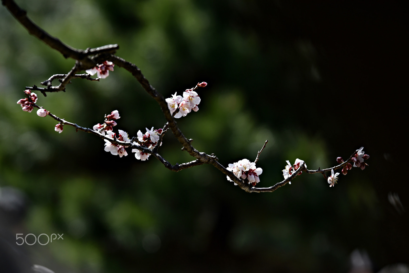 Nikon D810 sample photo. Plum photography