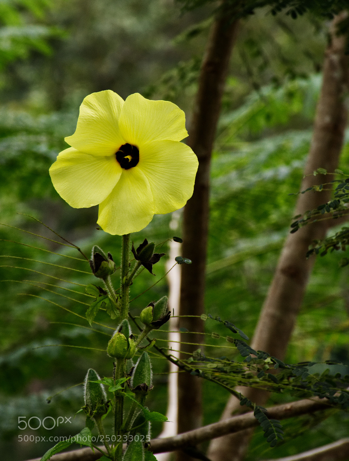 Nikon D7200 sample photo. Yellow okra photography