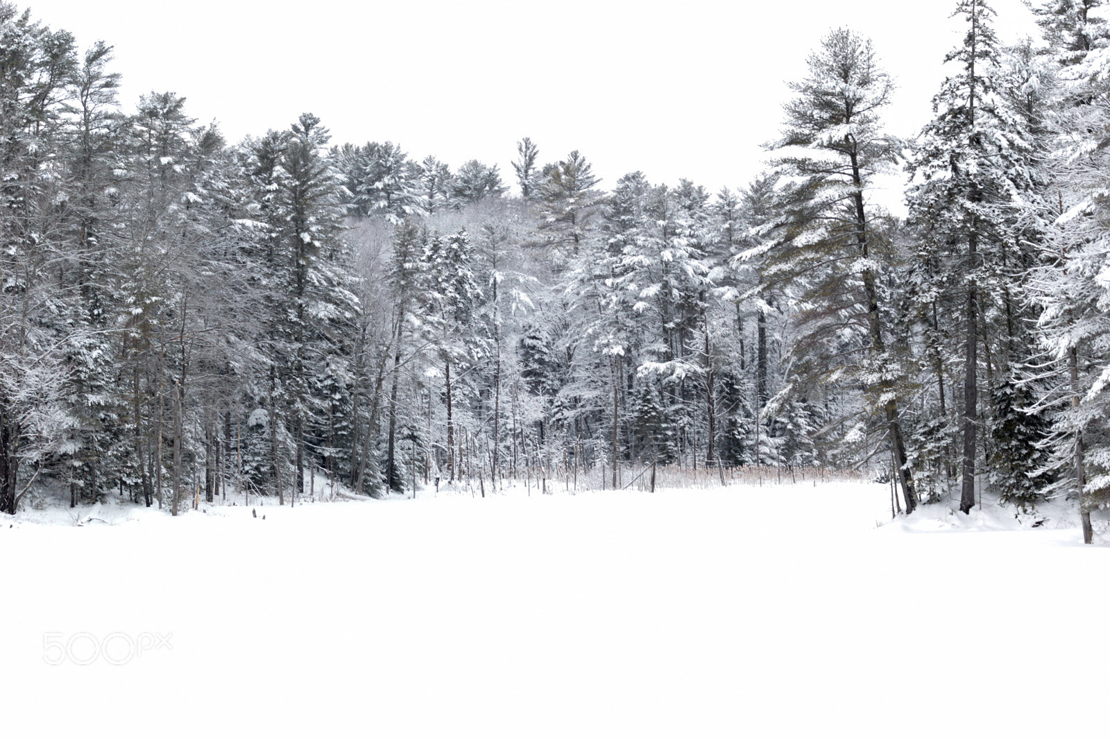 Canon EOS 60D sample photo. Frozen pond photography