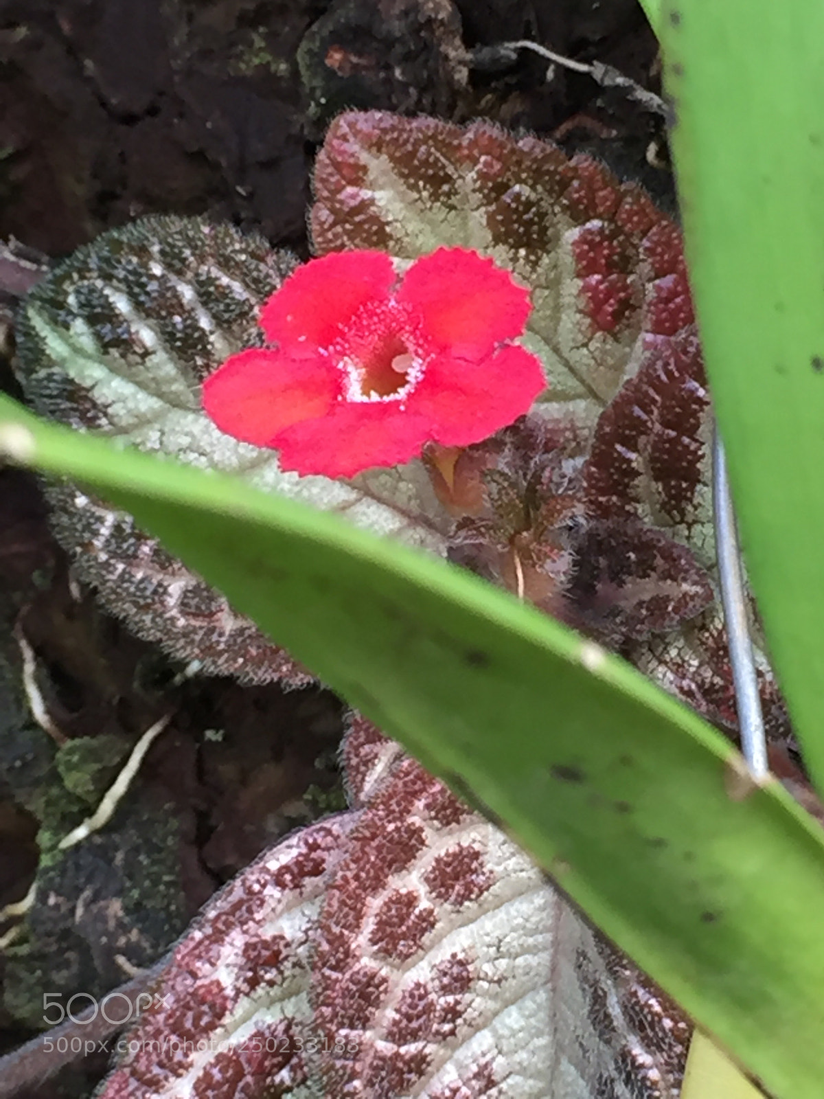 Apple iPhone 6 sample photo. Untitled photography