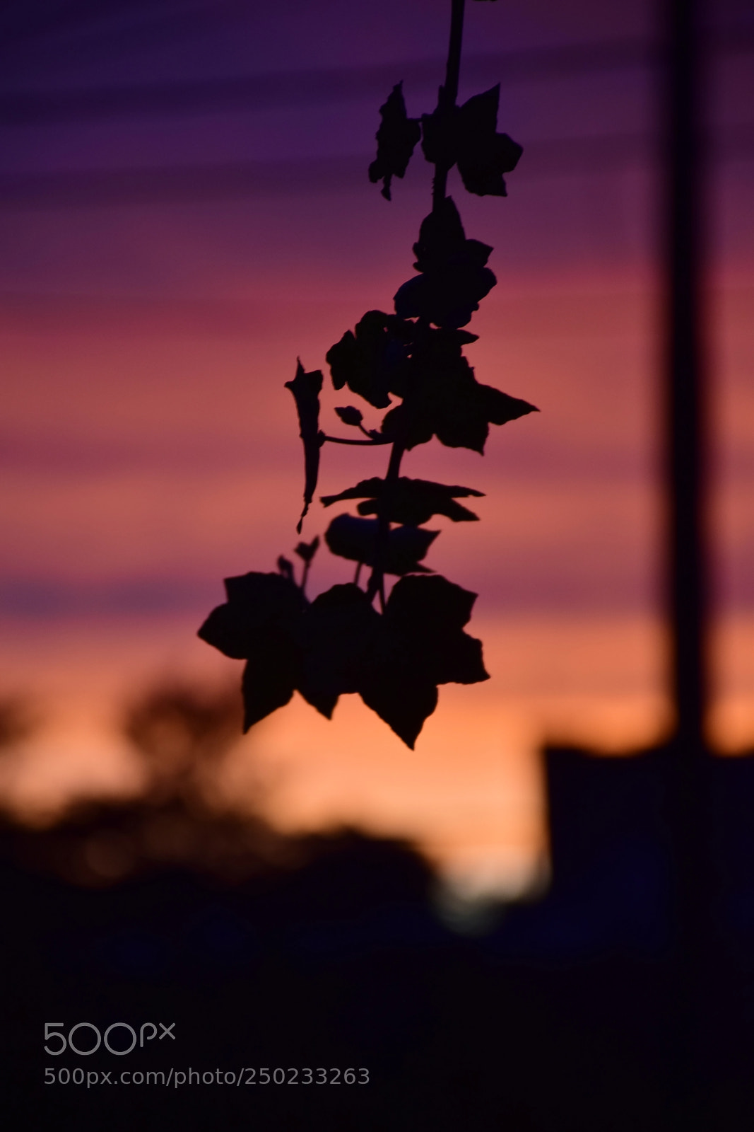 Nikon D5300 sample photo. Rama sobre colores photography