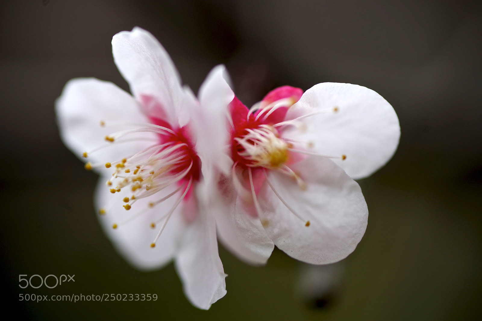 Pentax K-1 sample photo. Twins photography