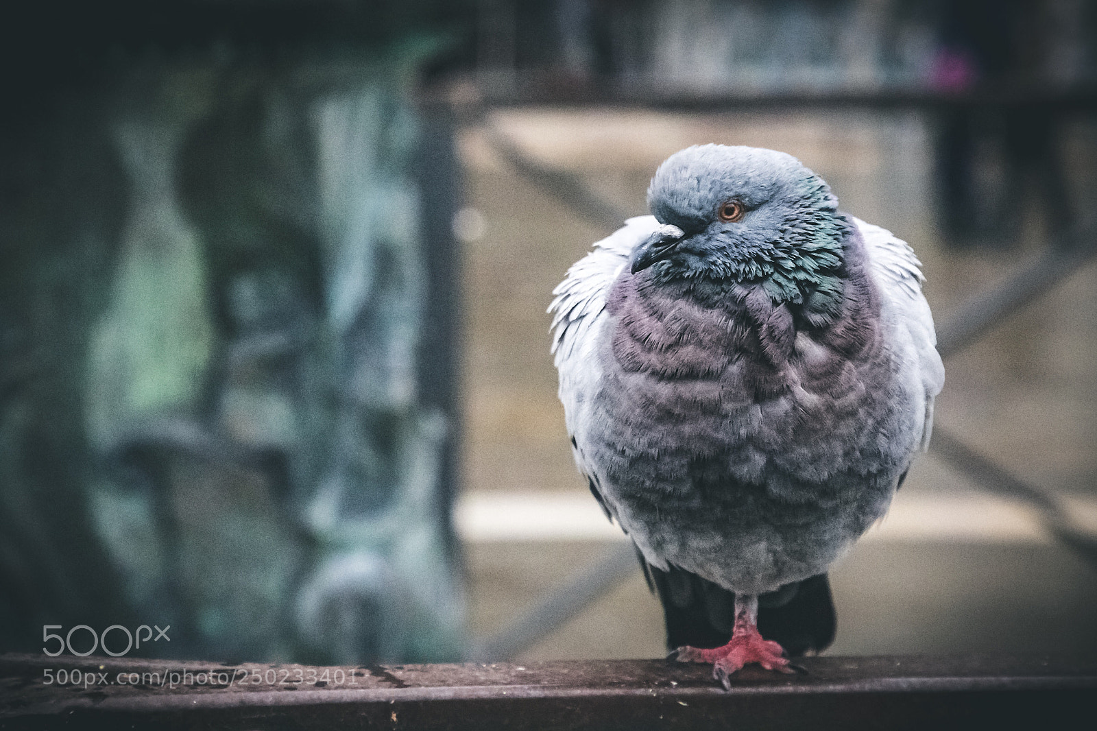 Canon EOS 5D Mark IV sample photo. Pigeon photography