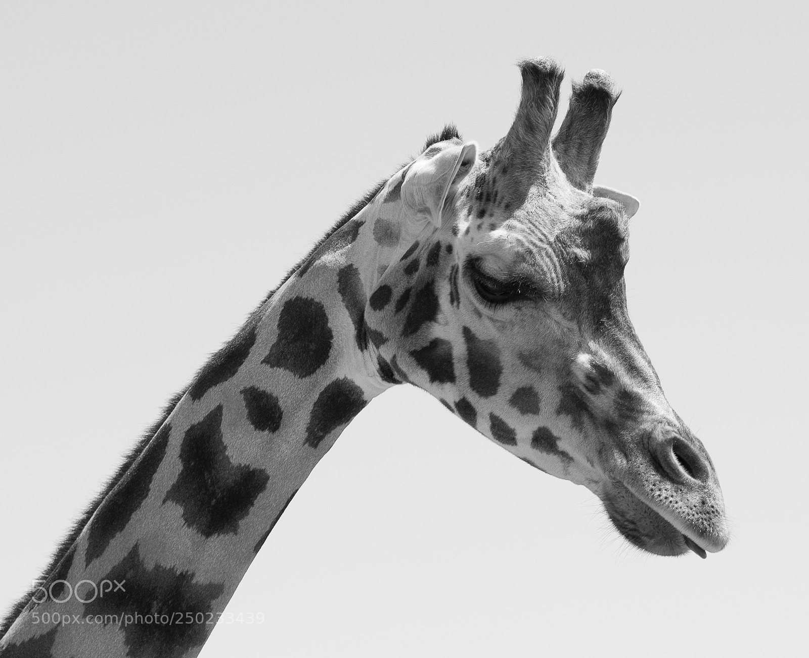 Nikon D500 sample photo. Giraffe in bw photography