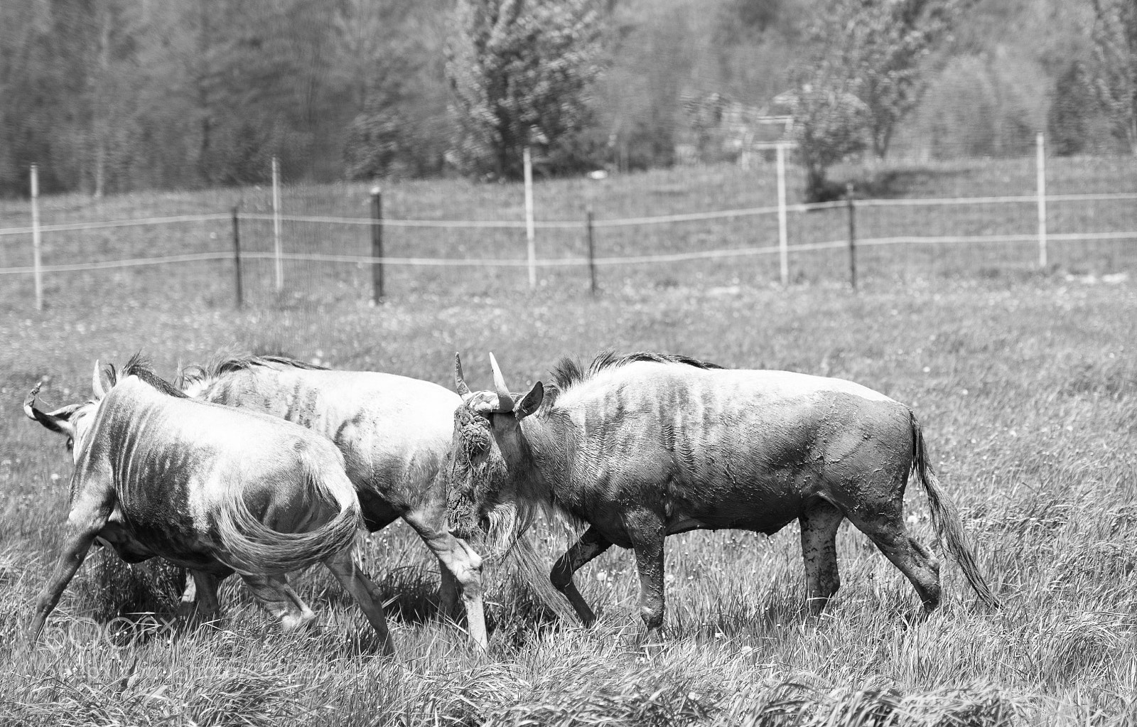 Nikon D500 sample photo. Hogs in bw photography