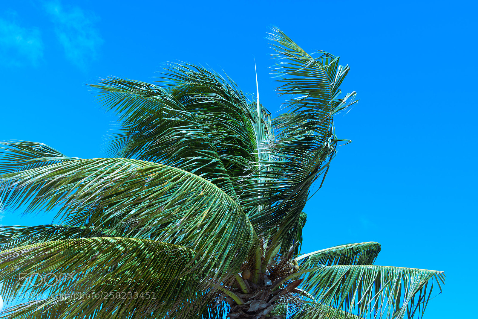 Nikon D500 sample photo. Jamaica photography