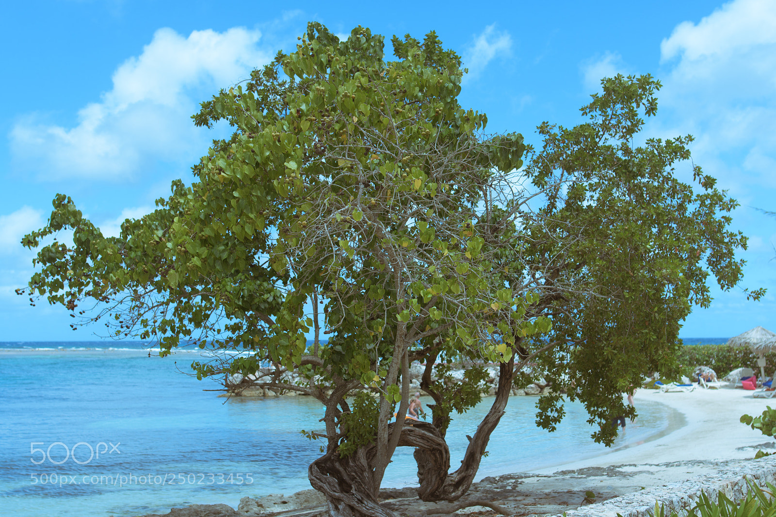 Nikon D500 sample photo. Jamaica (of ) photography