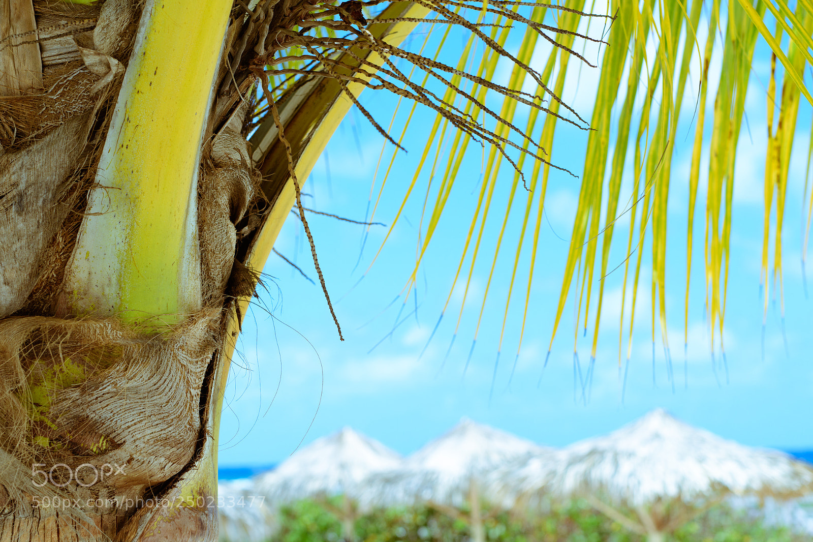 Nikon D500 sample photo. Jamaica (of ) photography
