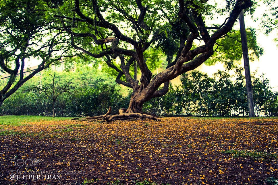 Canon EOS 750D (EOS Rebel T6i / EOS Kiss X8i) sample photo. The green in the photography