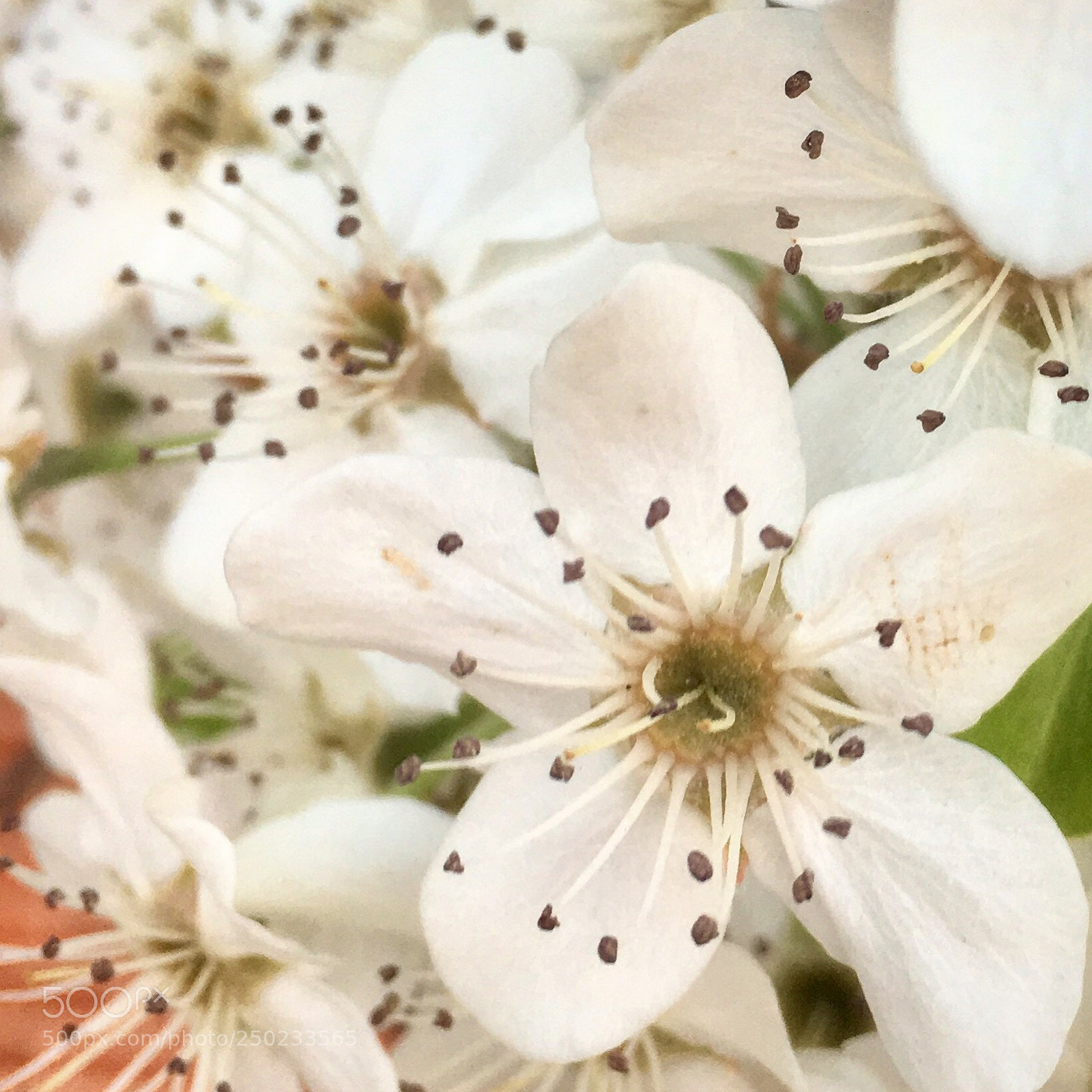 Apple iPhone 6s sample photo. Spring has sprung...finally! photography
