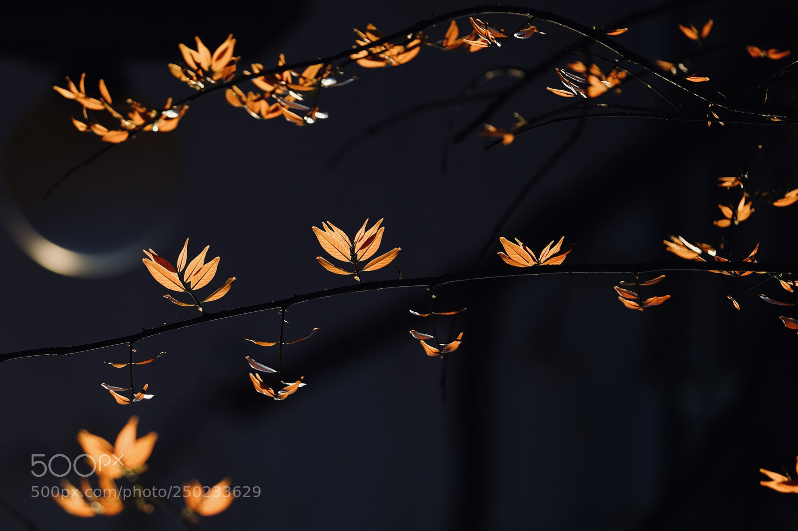 Fujifilm X-T20 sample photo. Untitled photography