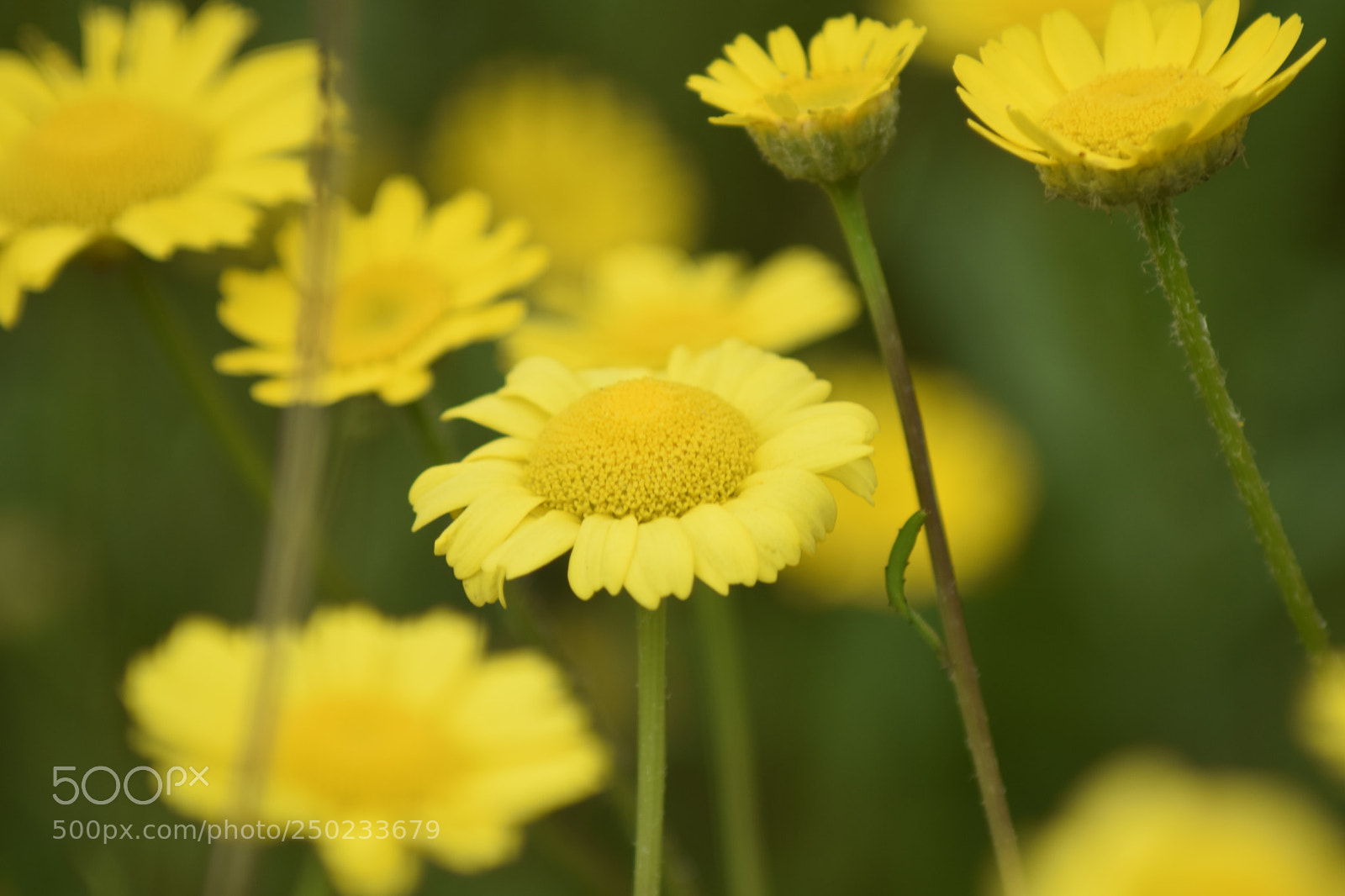 Nikon D5300 sample photo. Nica entre muchas unique photography