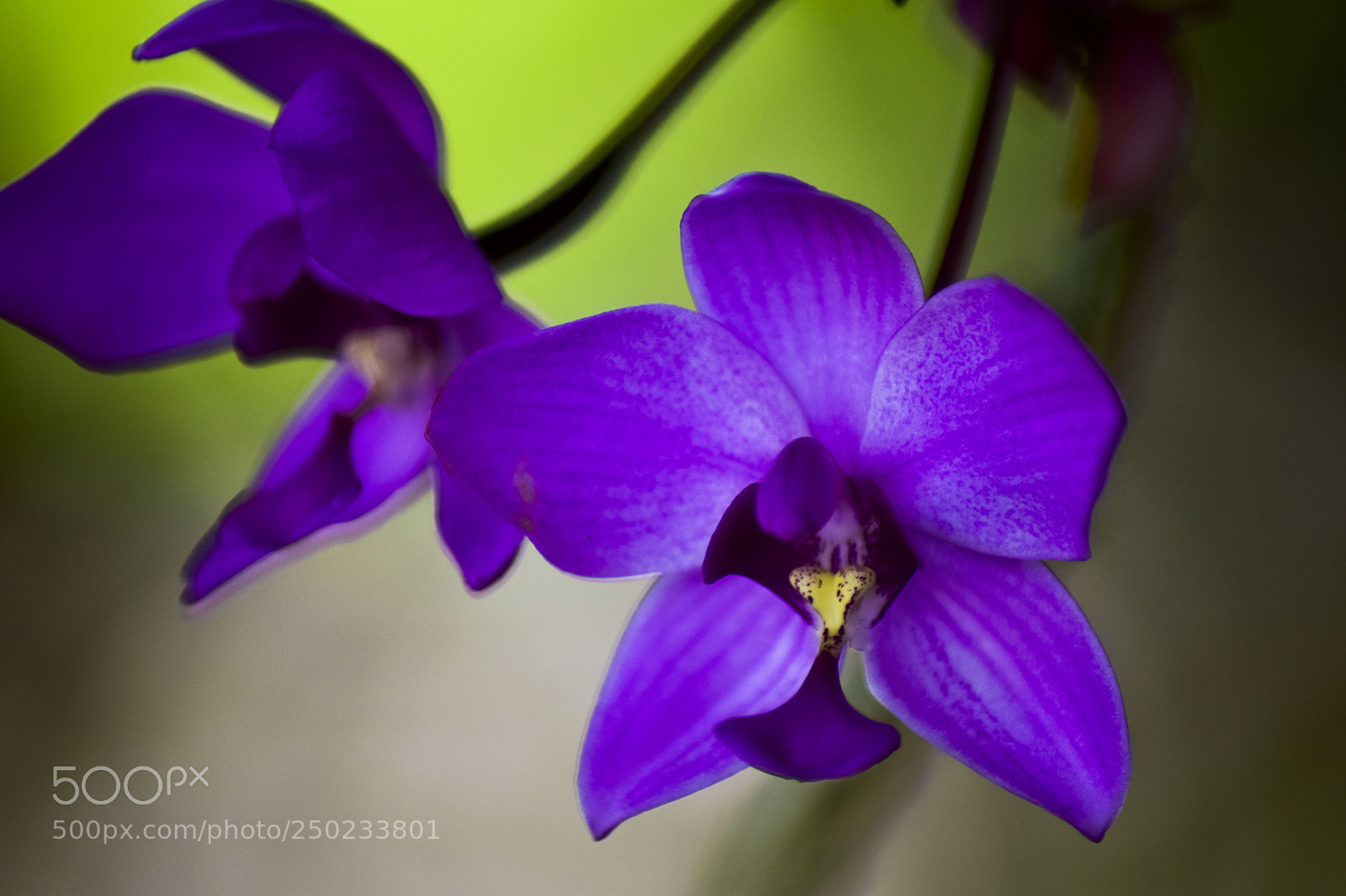 Nikon D5300 sample photo. Orquídeas violetas photography