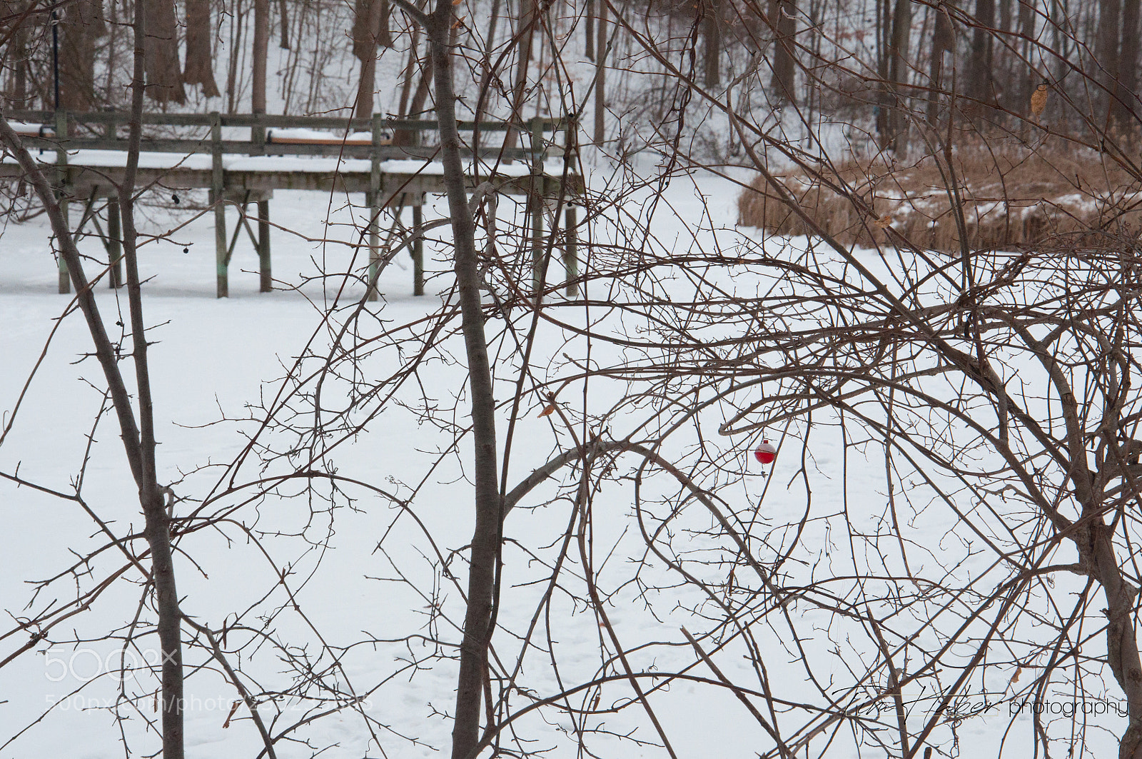 Nikon D90 sample photo. The bobber tangled photography
