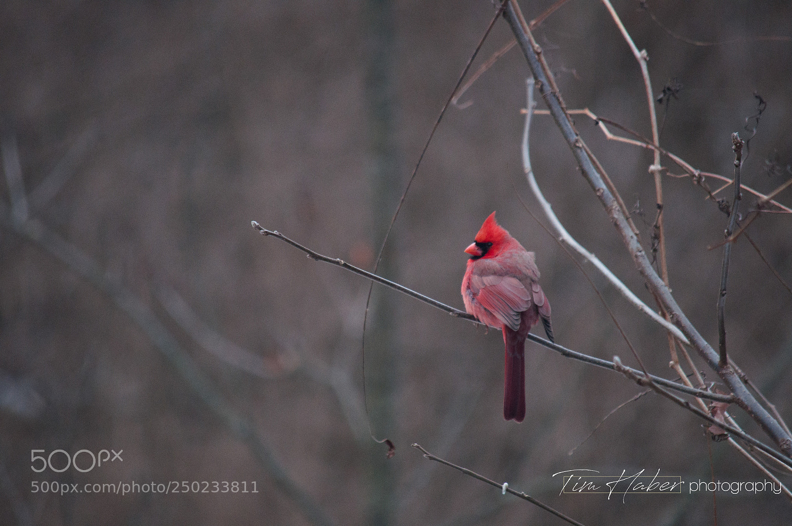 Nikon D90 sample photo. Lady cardinal photography