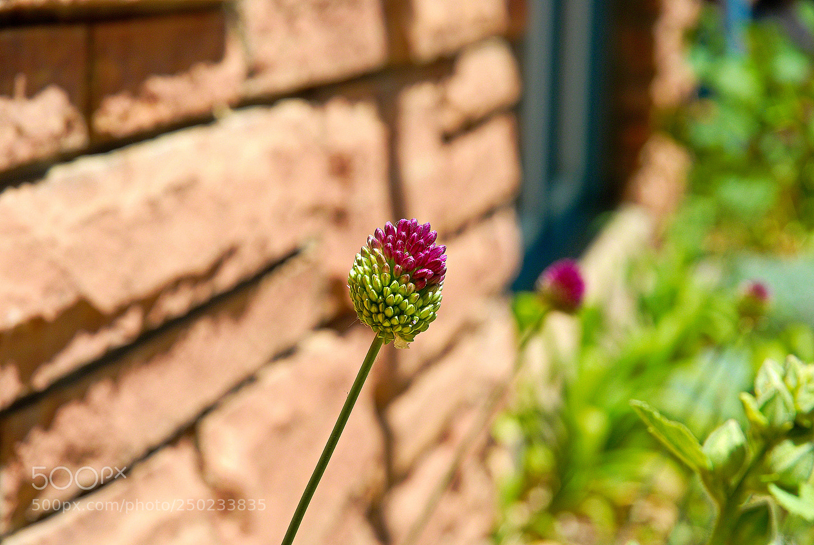 Nikon D200 sample photo. Bicolored clover h photography