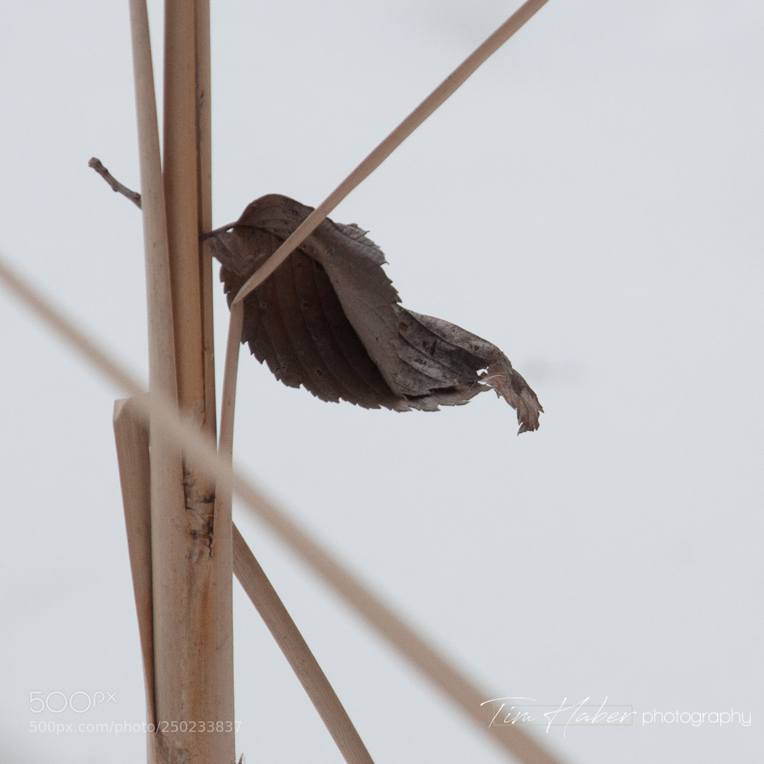 Nikon D90 sample photo. Lone leaf in winter photography