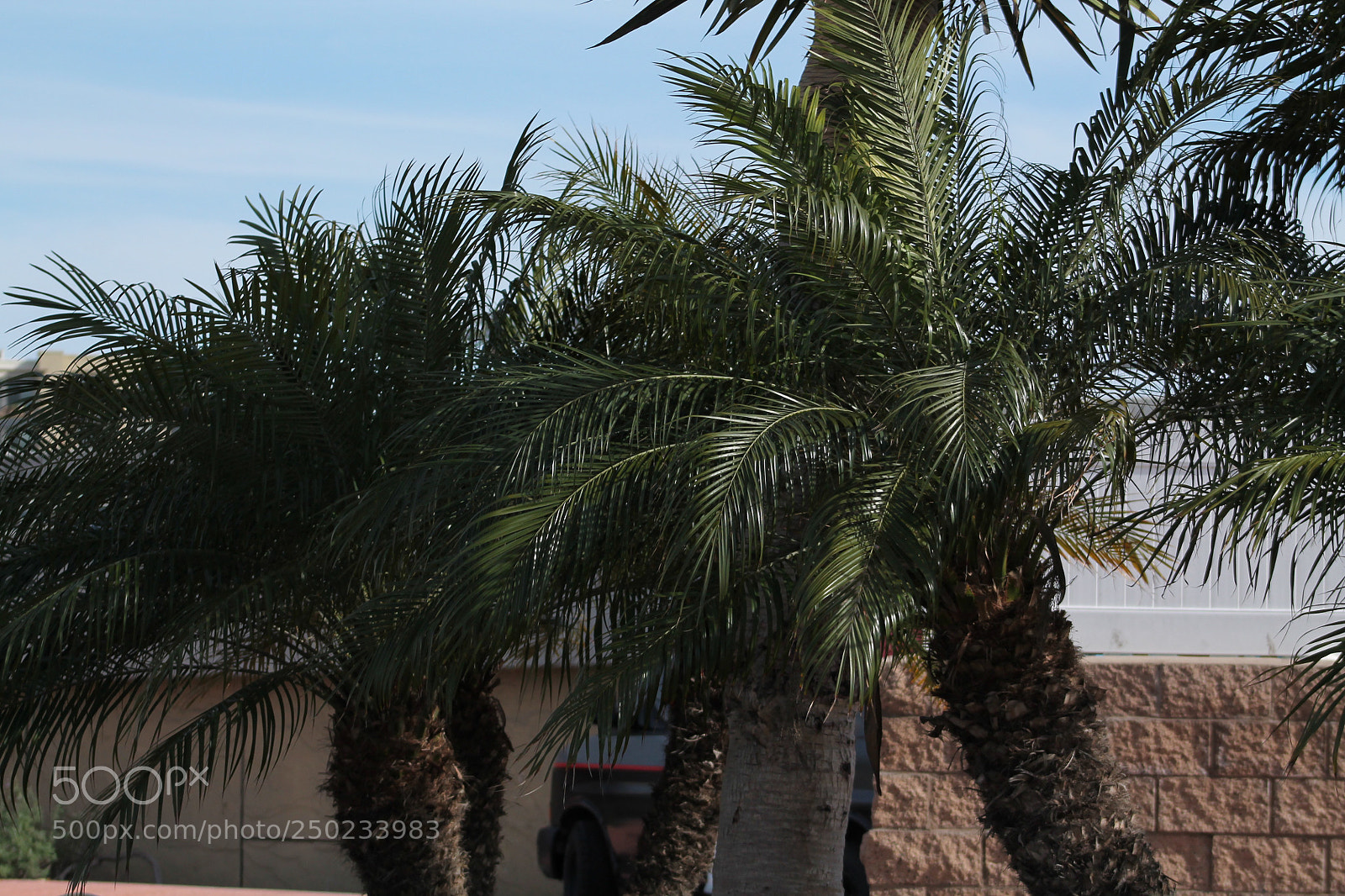 Canon EOS 1100D (EOS Rebel T3 / EOS Kiss X50) sample photo. Palms photography