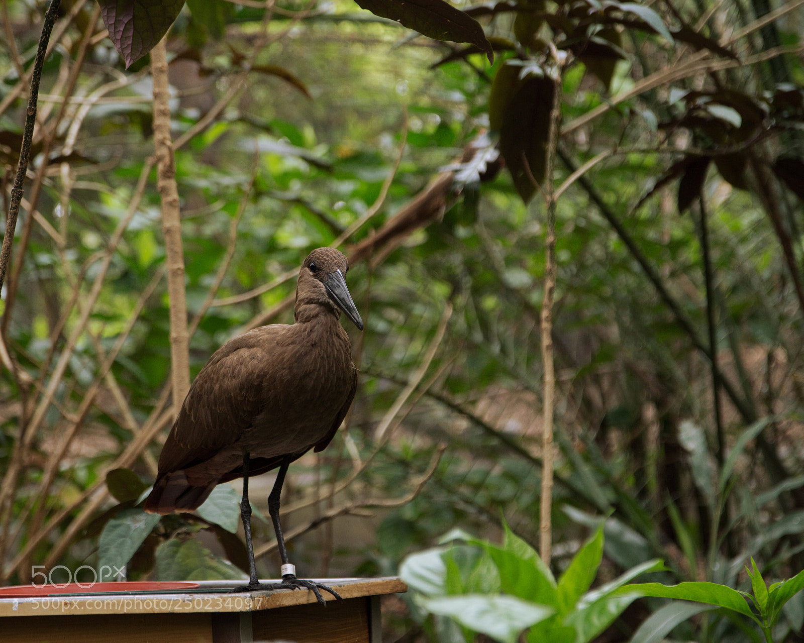 Canon EOS 650D (EOS Rebel T4i / EOS Kiss X6i) sample photo. Bird photography