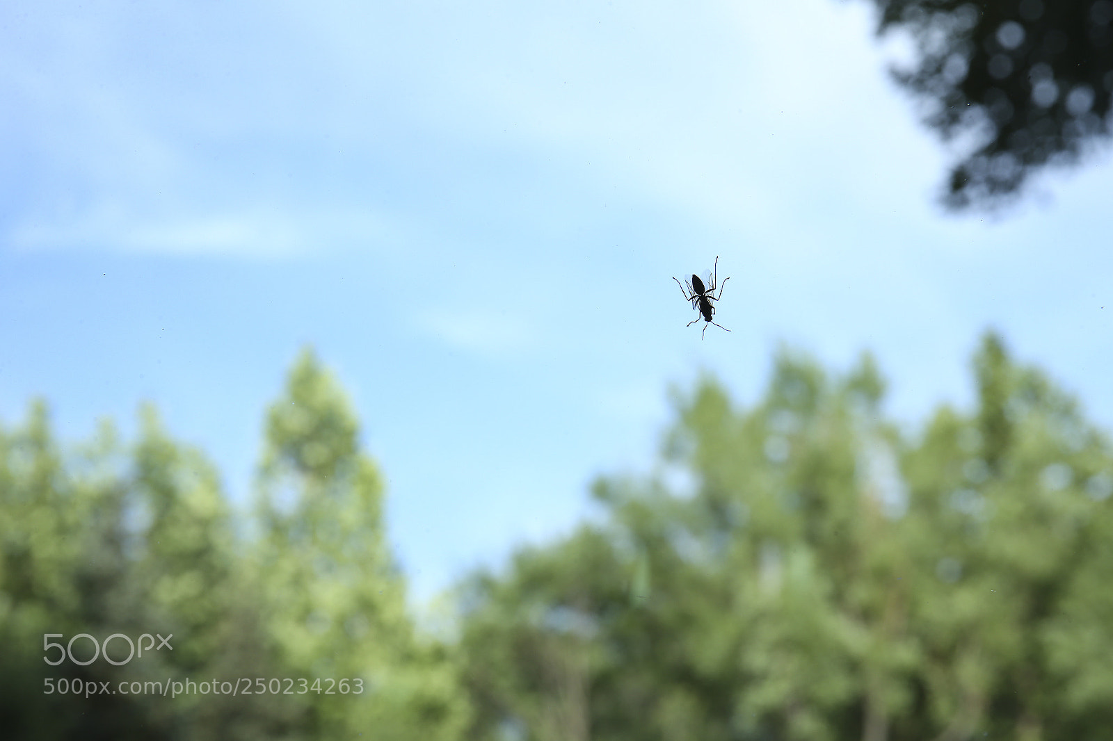 Canon EOS-1D X sample photo. 昆虫 photography