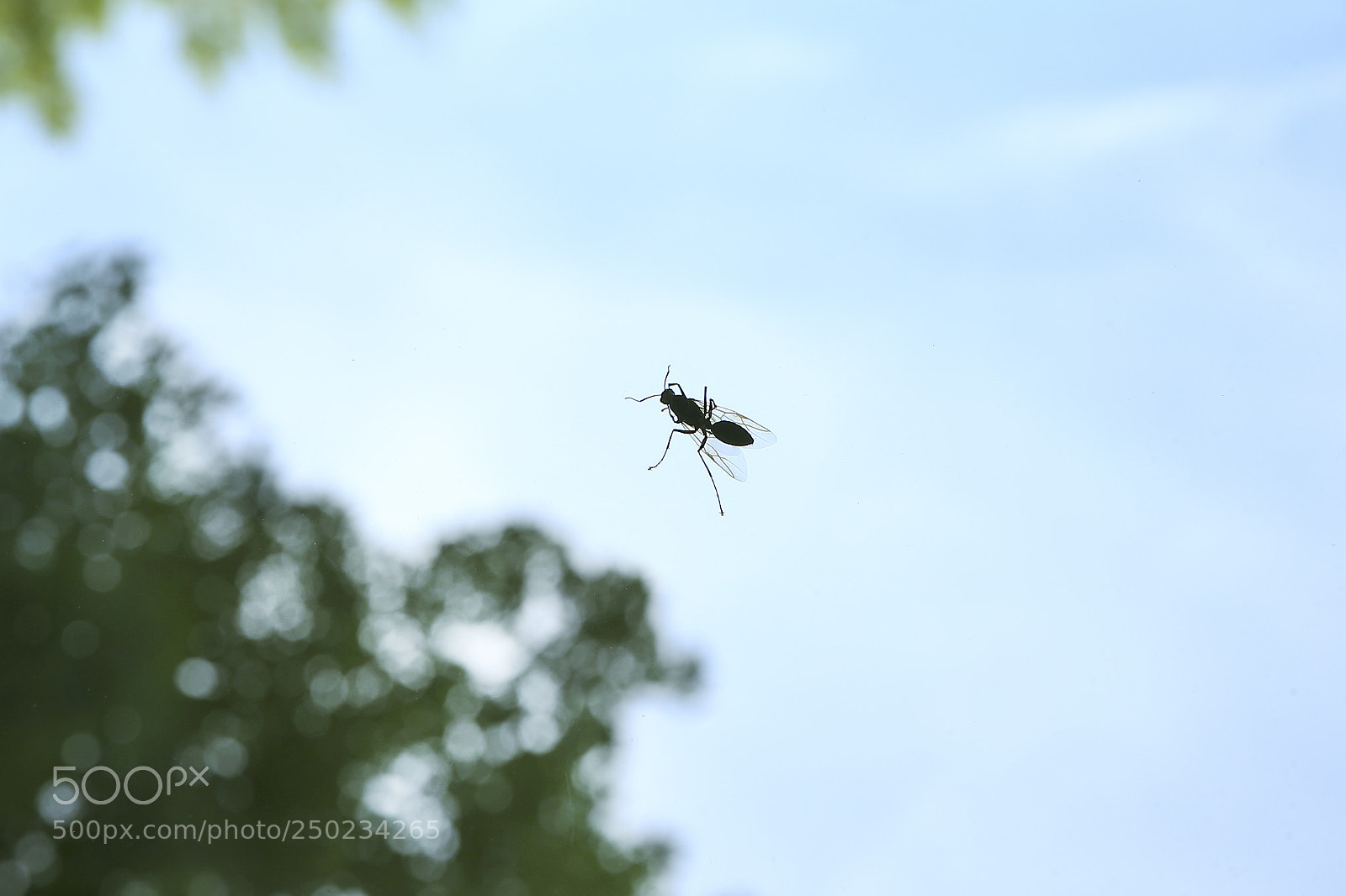 Canon EOS-1D X sample photo. 昆虫 photography