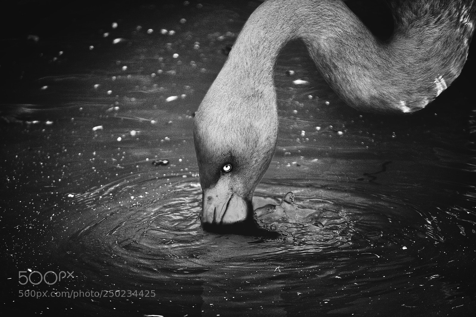 Canon EOS 600D (Rebel EOS T3i / EOS Kiss X5) sample photo. B&w flamingo photography