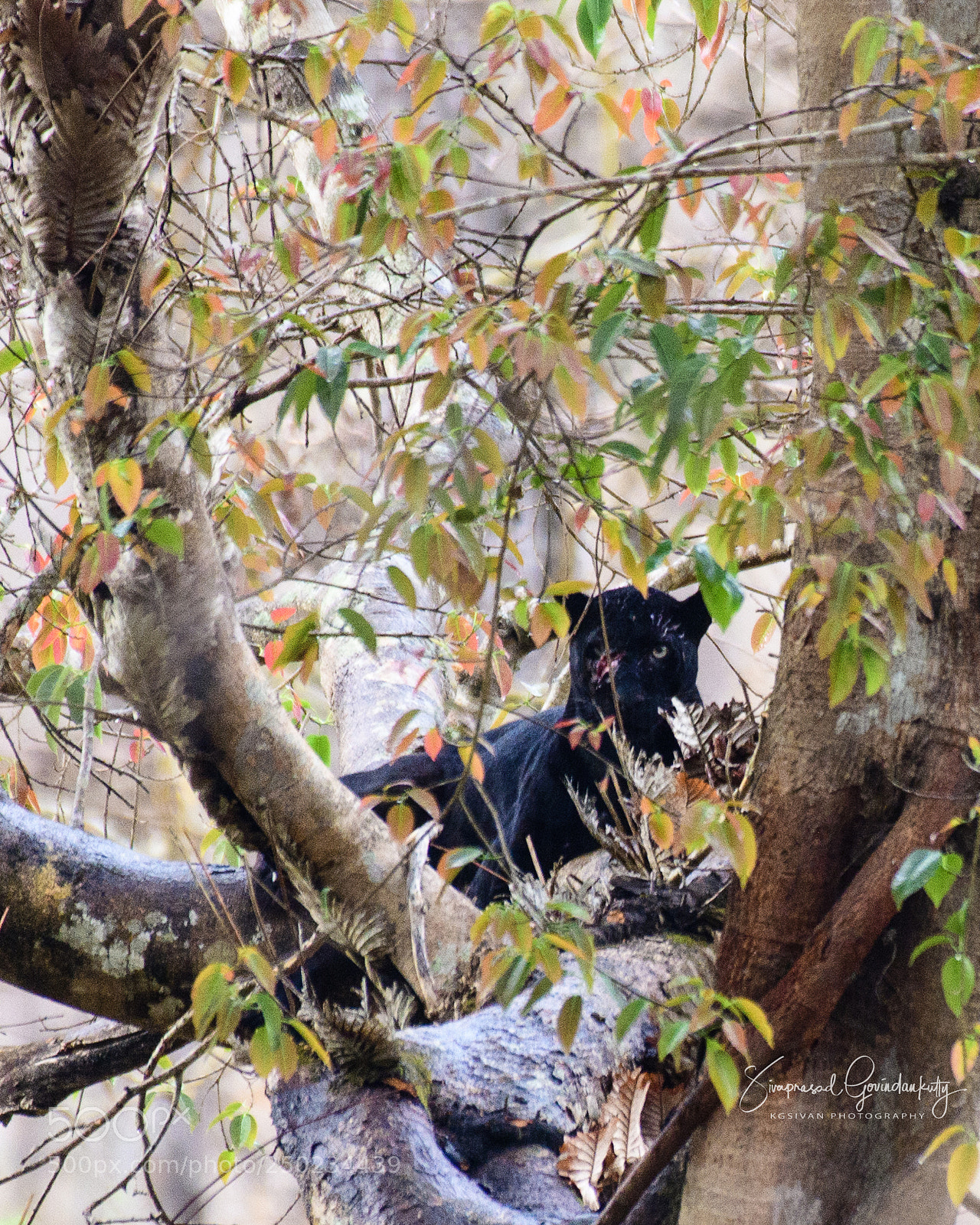 Nikon D850 sample photo. Black panther photography