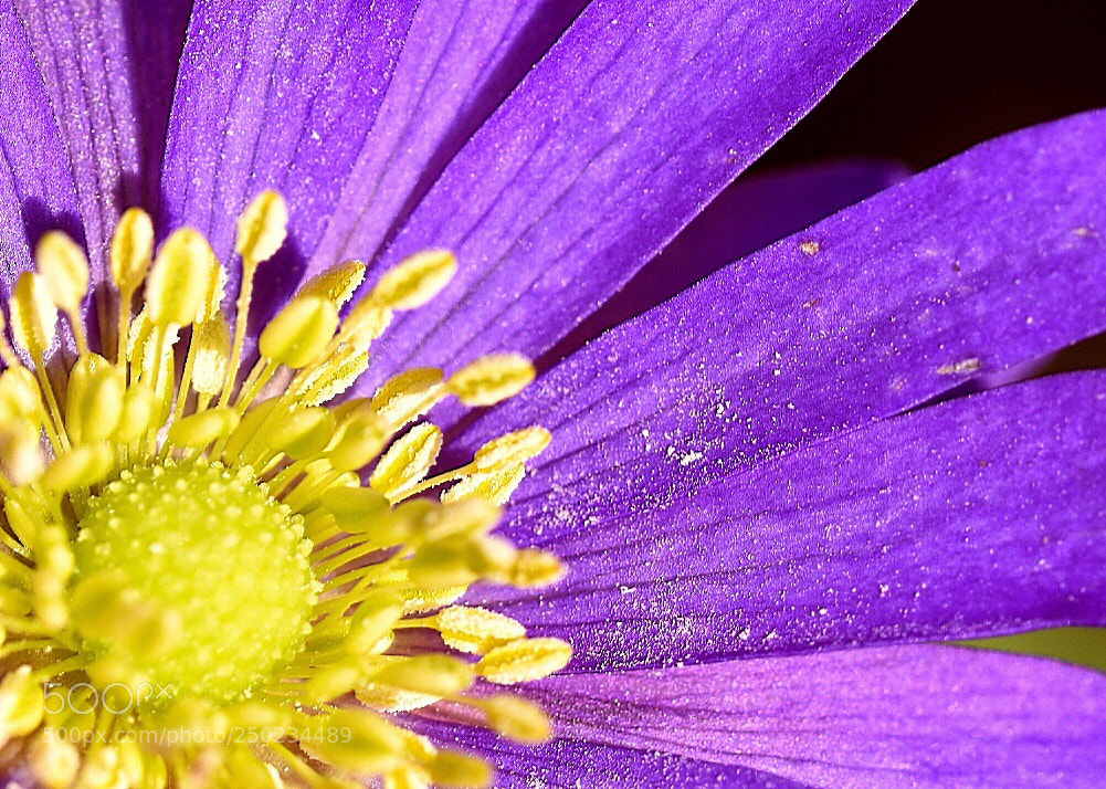 Nikon D5600 sample photo. Purple beauty  photography