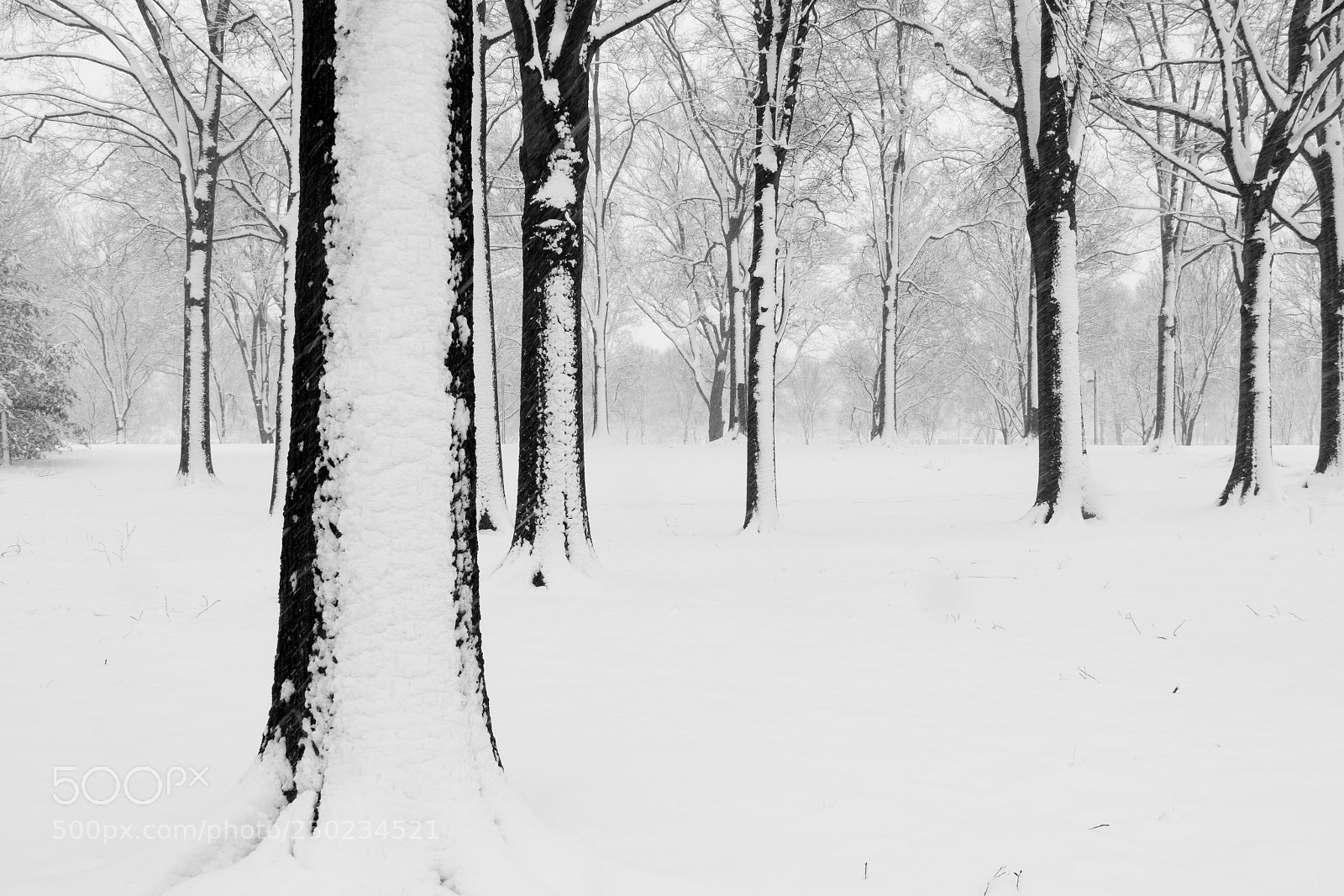 Canon EOS M5 sample photo. Dc memorials snow safari photography