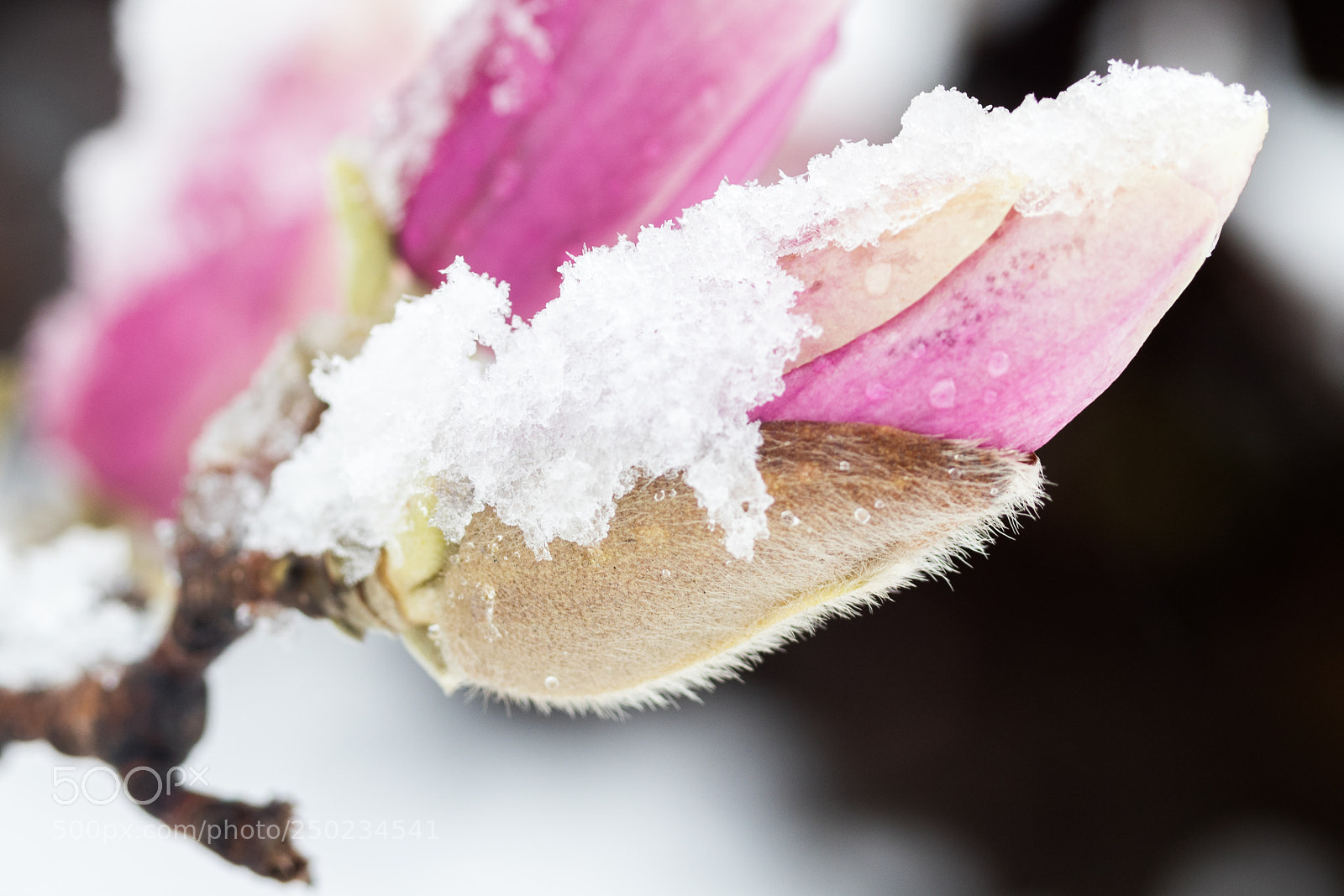Canon EOS M5 sample photo. Dc memorials snow safari photography