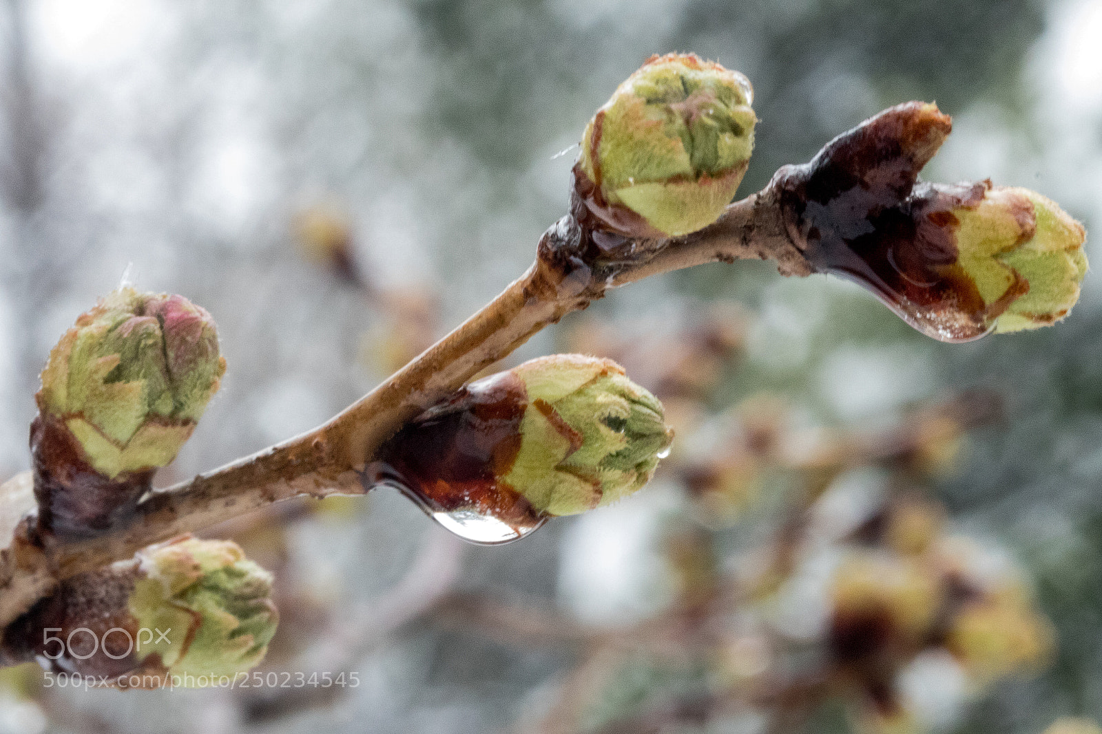 Canon EOS M5 sample photo. Dc memorials snow safari photography