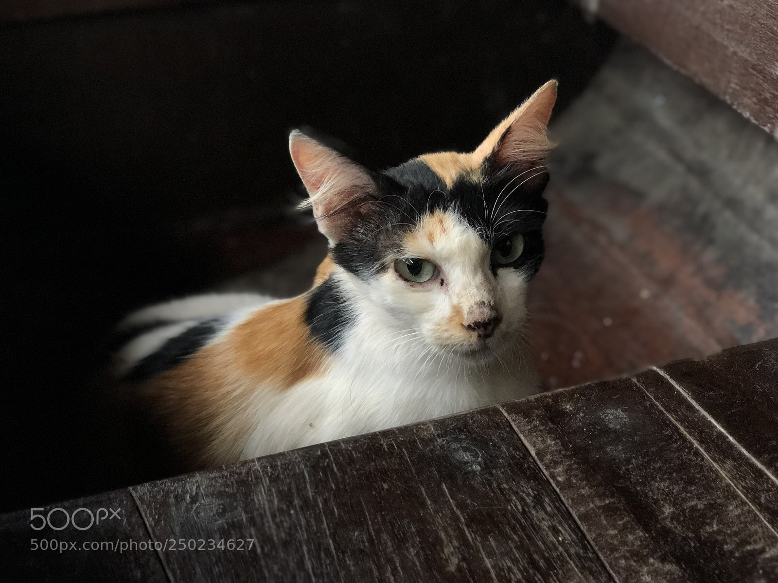 Apple iPhone X sample photo. Untitled photography